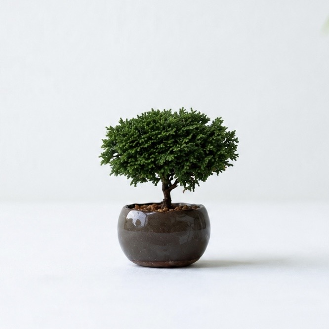 連山檜