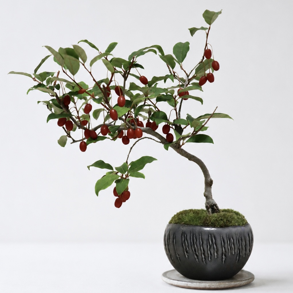 茱萸